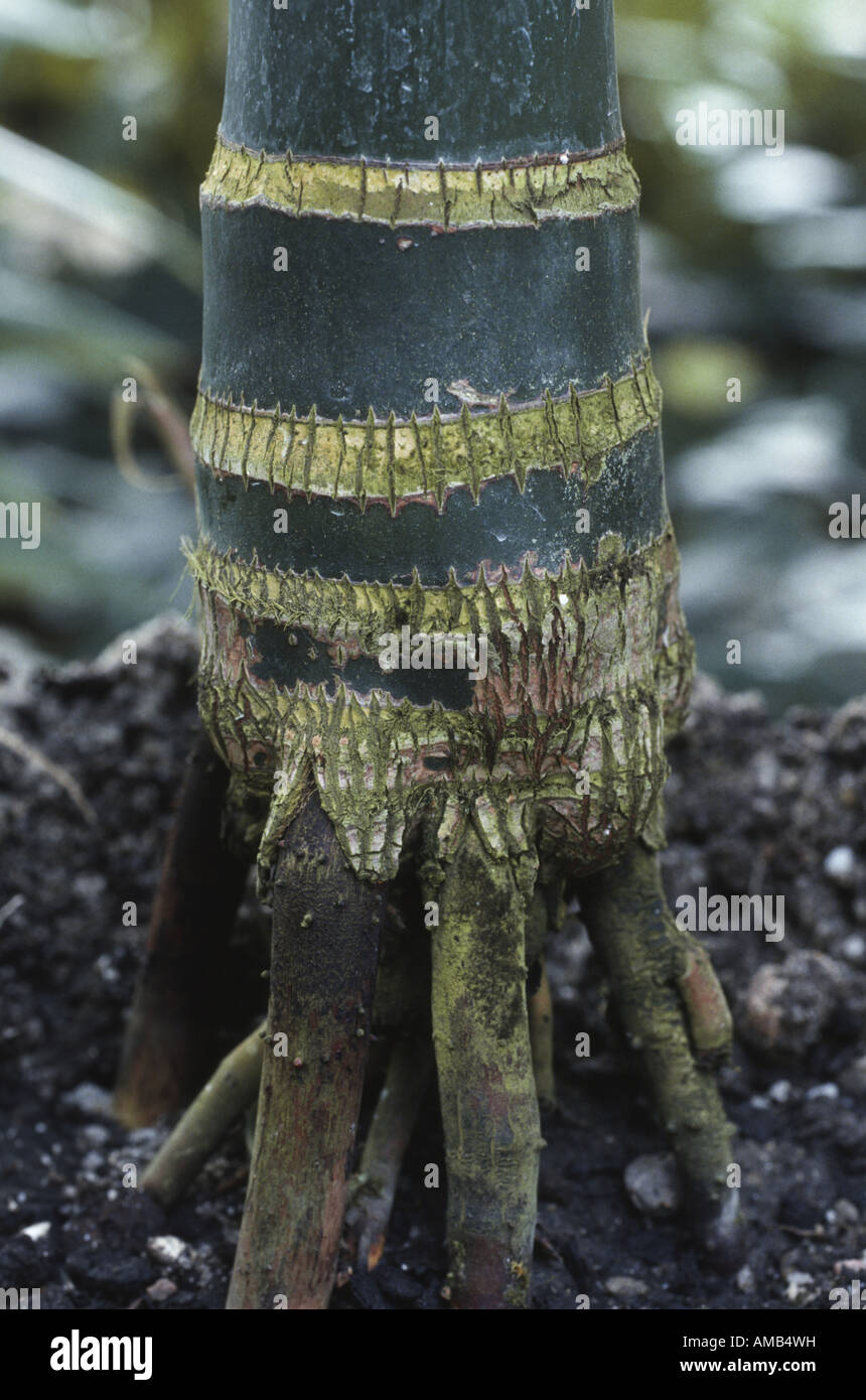 Areca catechu roots hires stock photography and images Alamy