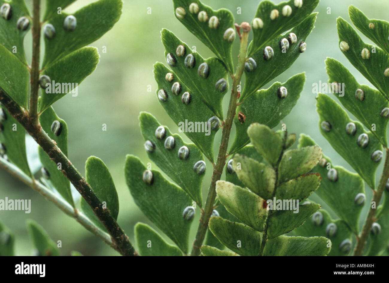 Didymochlaena (Didymochlaena truncatula), leaves Stock Photo