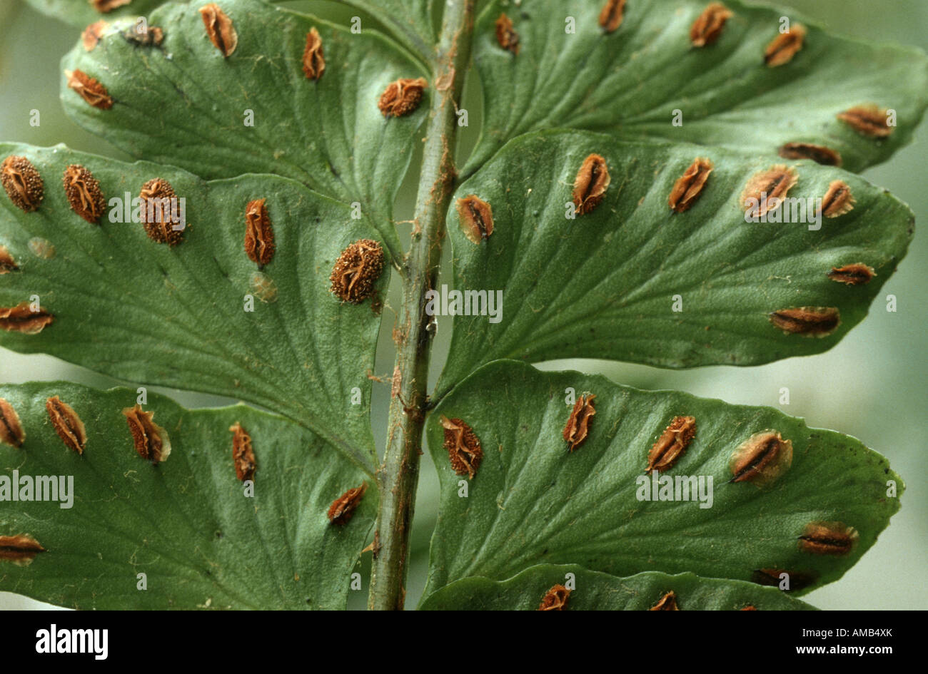 Didymochlaena (Didymochlaena truncatula), leaflets with sporangia Stock Photo