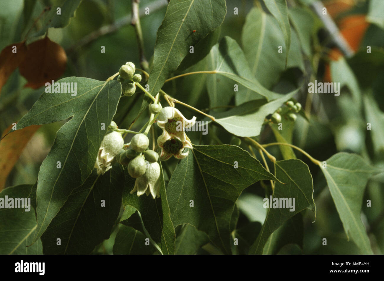 bottle tree (Brachychiton populneus), blooming Stock Photo