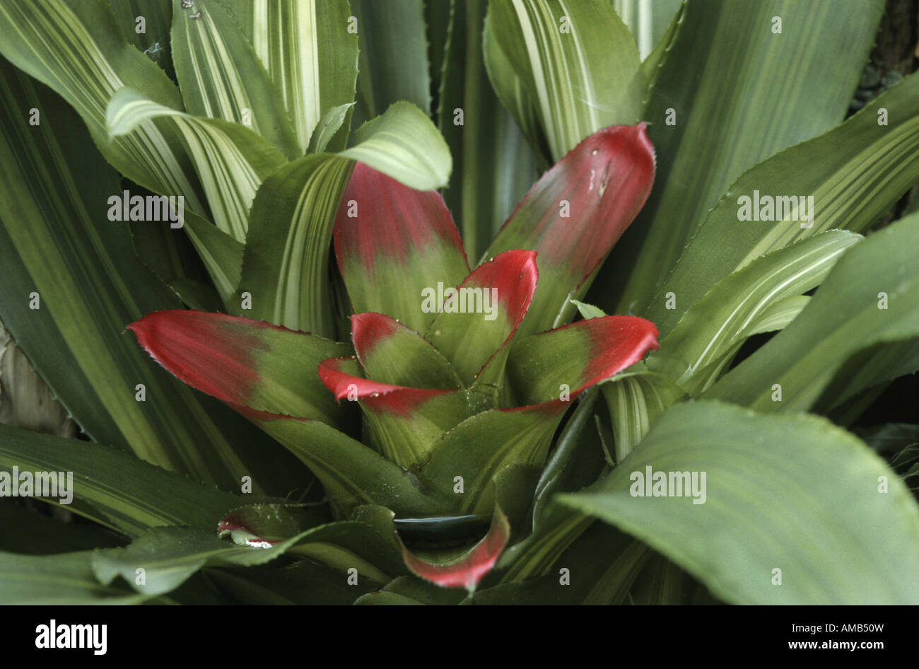 Blushing Bromeliad (Nidularium innocenti var. lineatum), leaves Stock Photo
