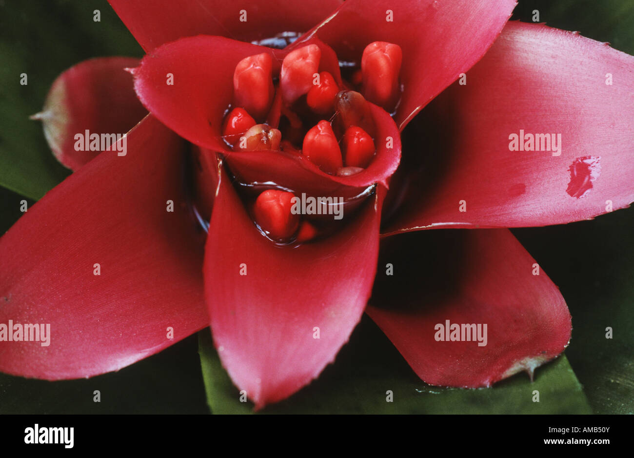 Blushing Bromeliad (Nidularium regelioides), leaves Stock Photo