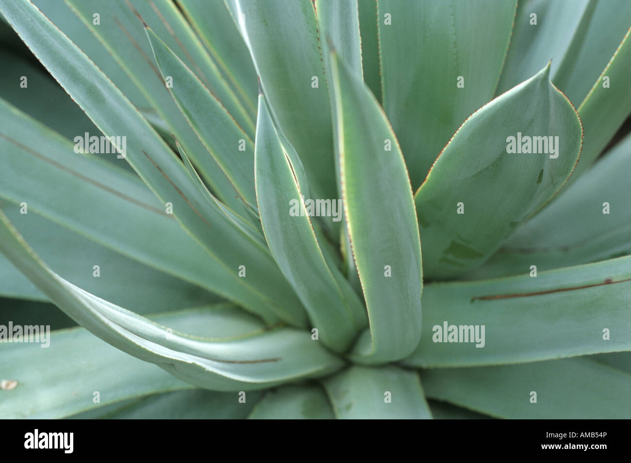 Agave mitis hi-res stock photography and images - Alamy