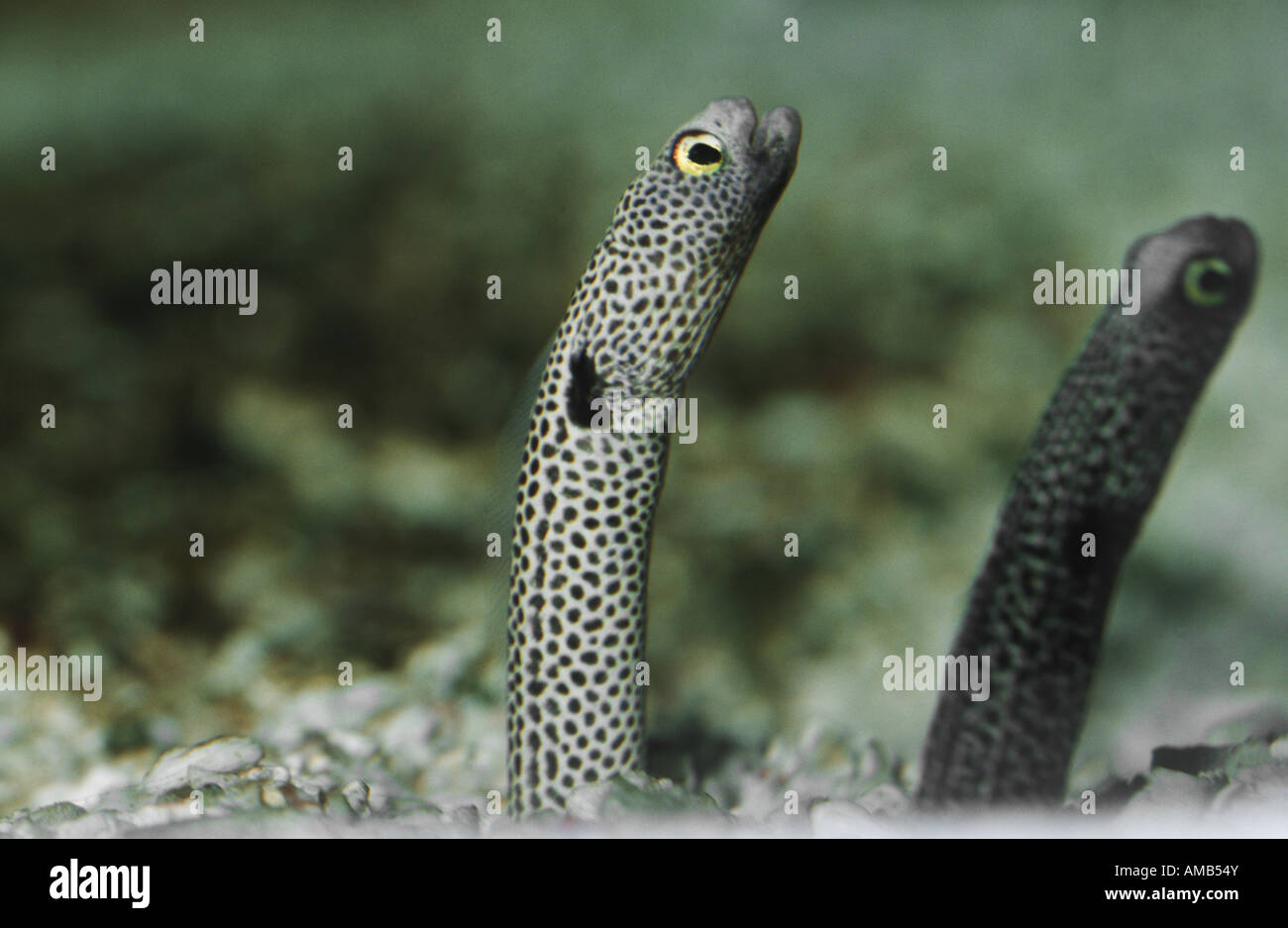 spotted garden eel (Heteroconger hassi, Taenioconger hassi), two individuals Stock Photo