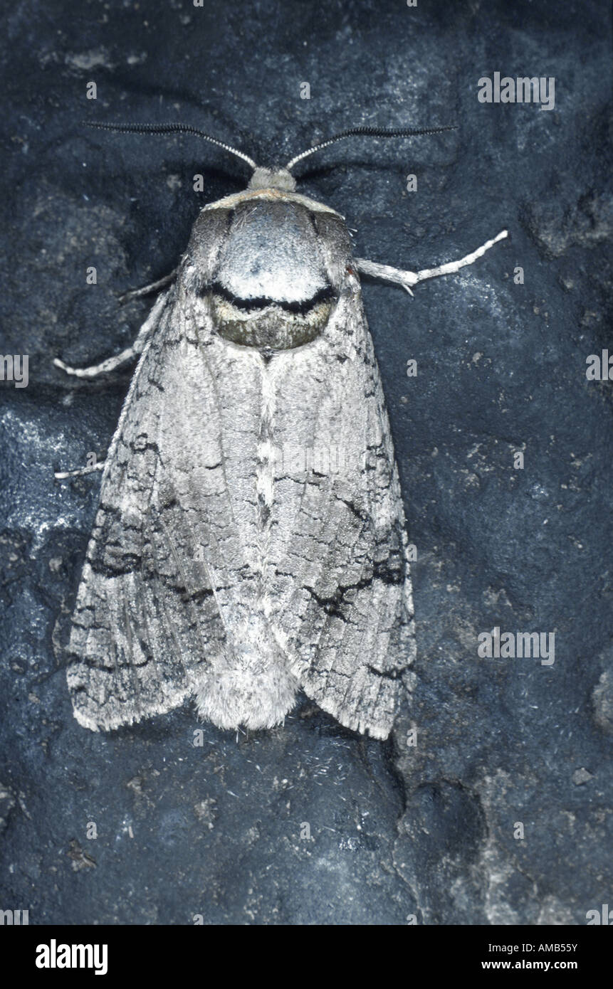 goat moth (Cossus cossus), on stone Stock Photo - Alamy
