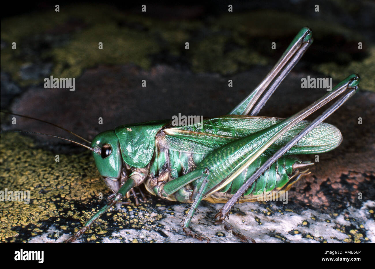 heath bushcricket, Continental heath bushcricket (Gampsocleis glabra), male Stock Photo