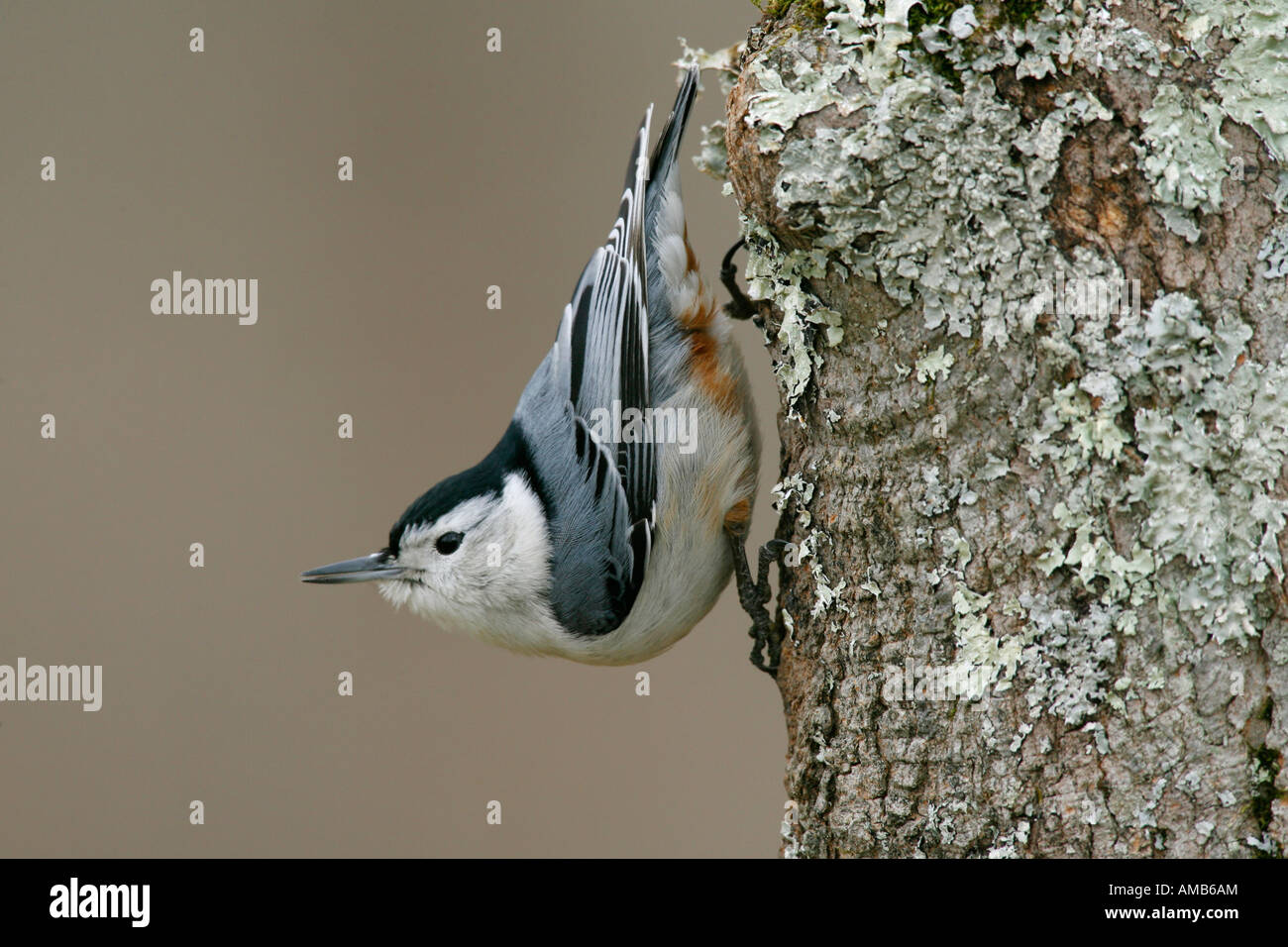 White breasted Nuthatch Stock Photo