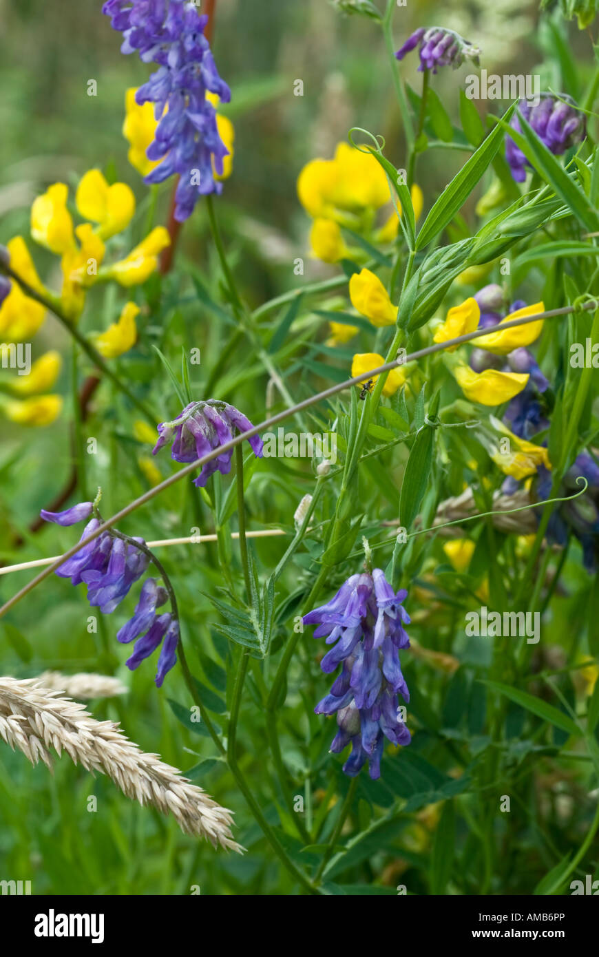 Purple tufted Vetch Vicia cracca Wild flowers Stock Photo