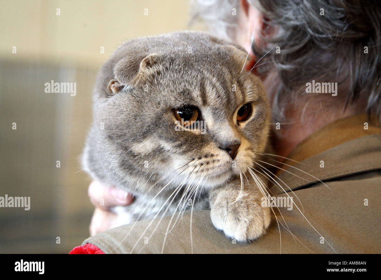 Scottish fold , folded ear cat Stock Photo Alamy