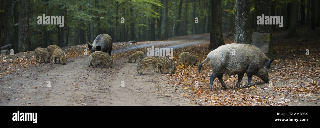 thehunter call of the wild boar location thehunter call of the wild boar location