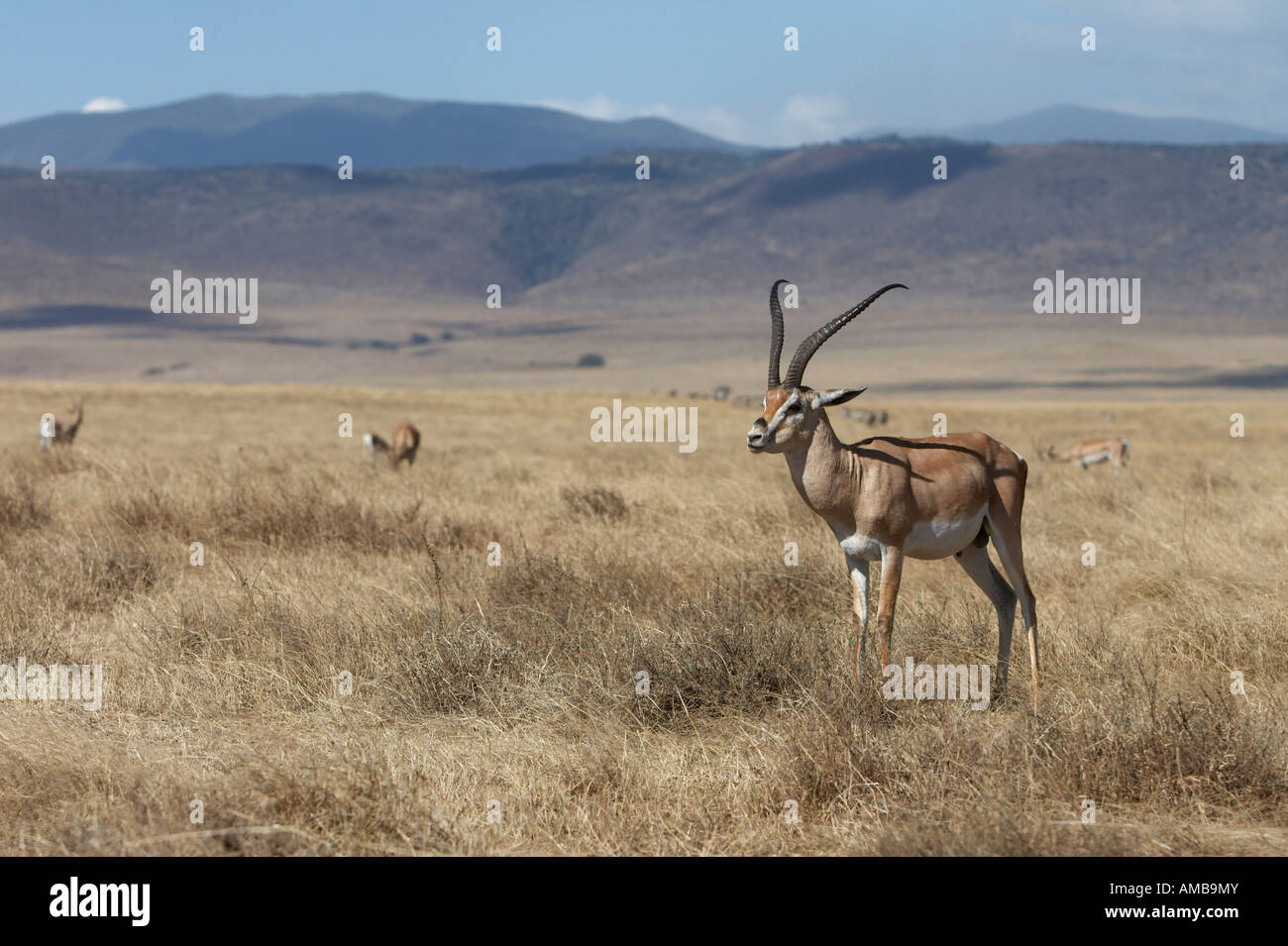 Thomson's Gazelle (Gazella thomsoni Stock Photo - Alamy