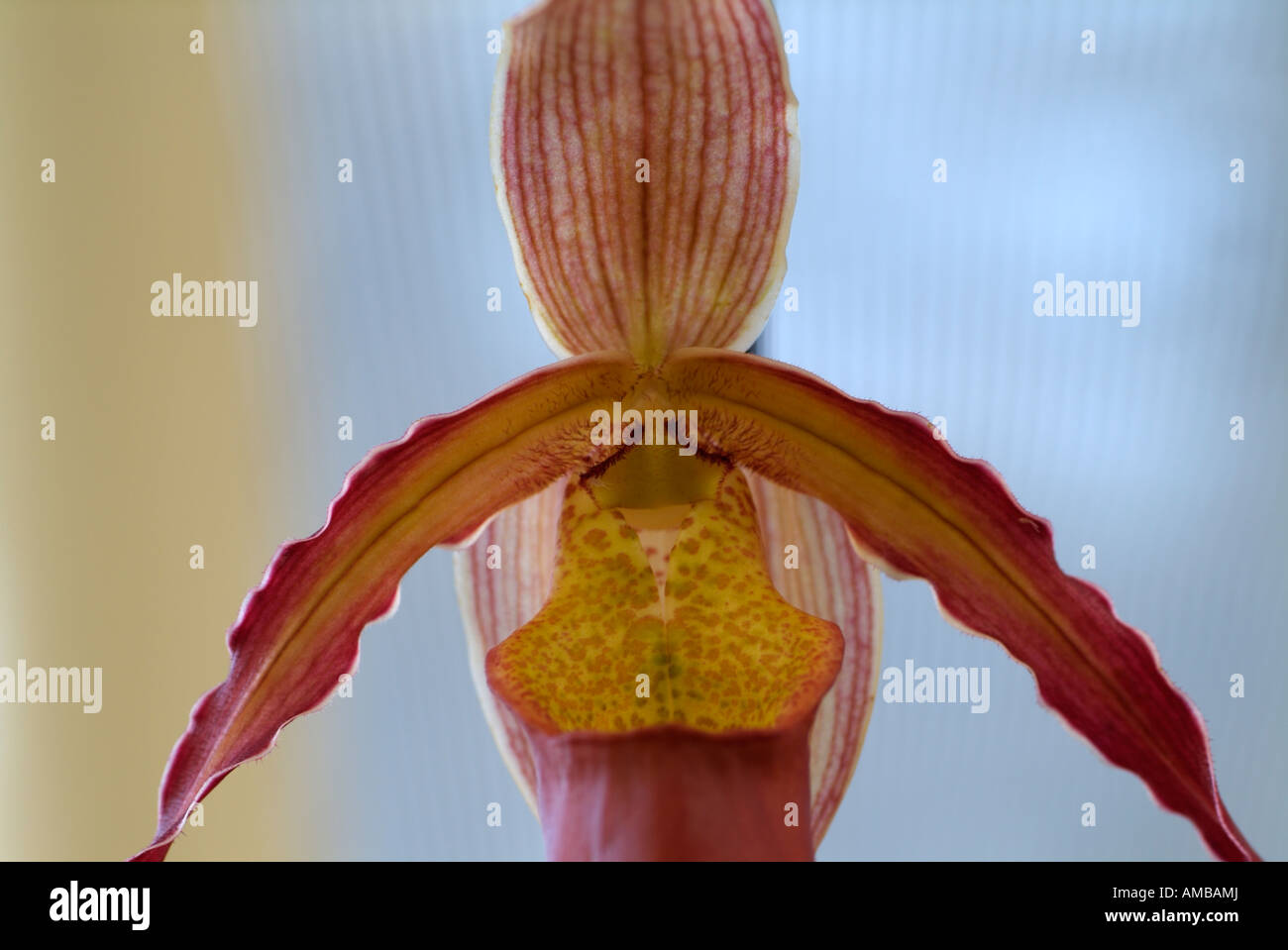frontal closeup of Paphiopedilum insigne lady slipper orchid Stock Photo