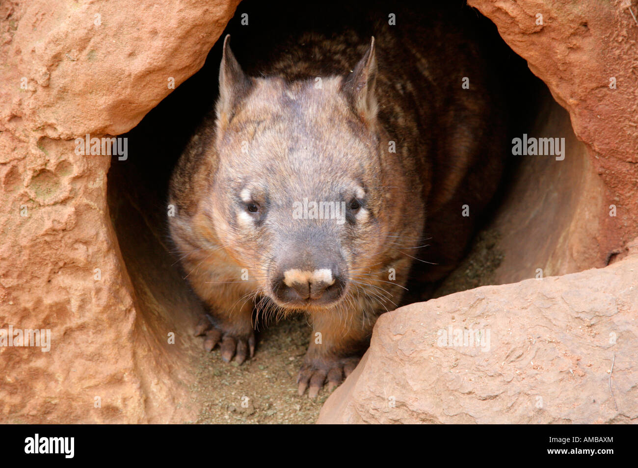 Australian Southern Hairy Nosed Wombat, Laisiorhinus talifrons, emerging from tunnel burrow. Stock Photo