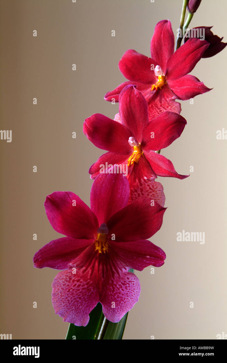 vertical stem of red leaved cymbidium orchid flowers against a pale background Stock Photo