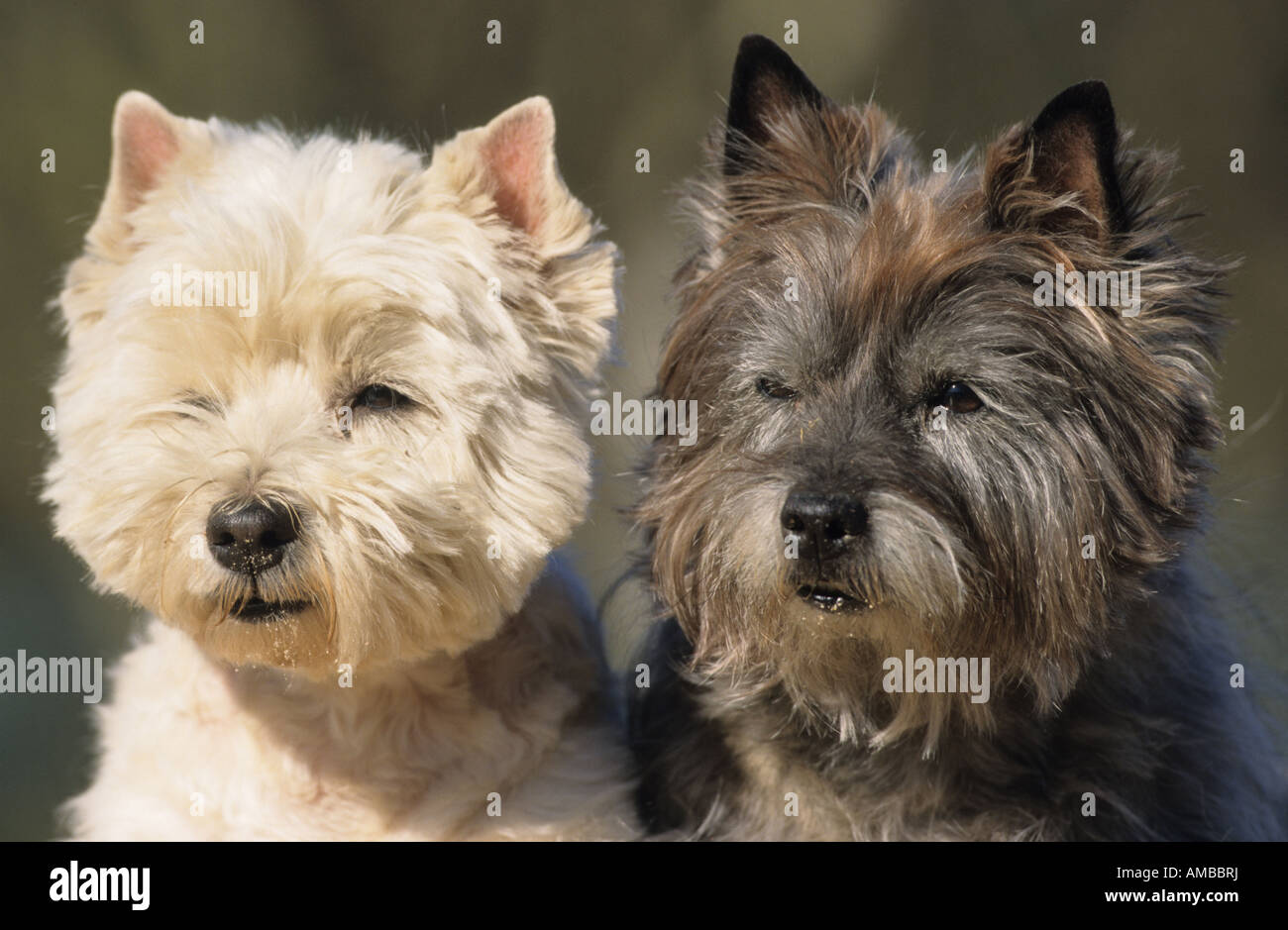 westie cairn