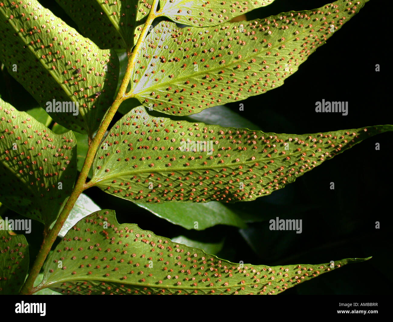 Japanese Holly Farn (Cyrtomium falcatum, Polysticum falcatum), leaves detail with sporangis Stock Photo