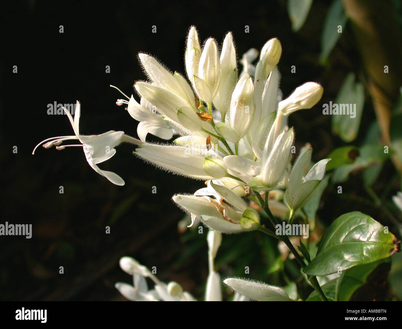 Whitfieldia  (Whitfieldia elongata), blooming Stock Photo