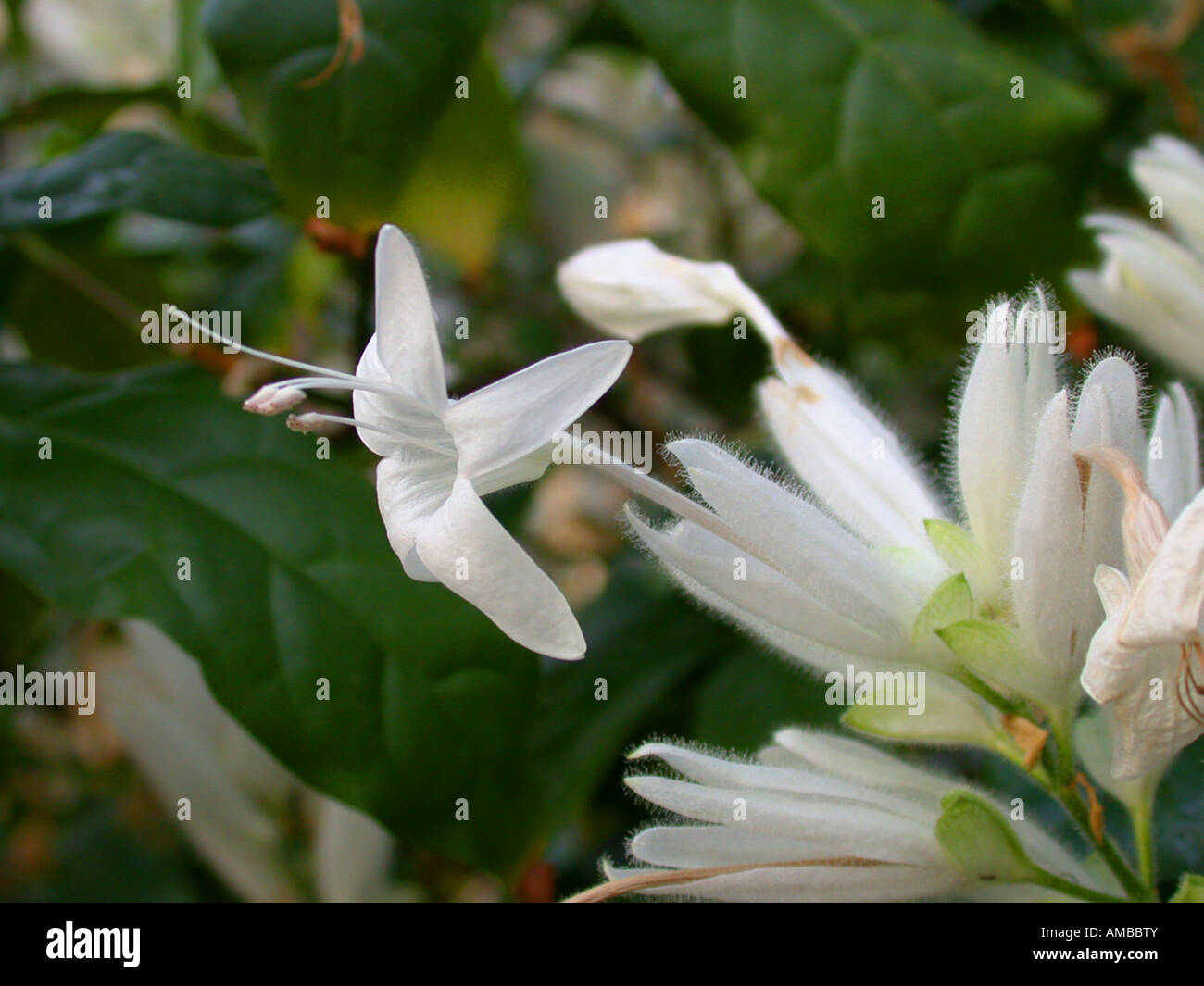 Whitfieldia (Whitfieldia elongata), blooming Stock Photo
