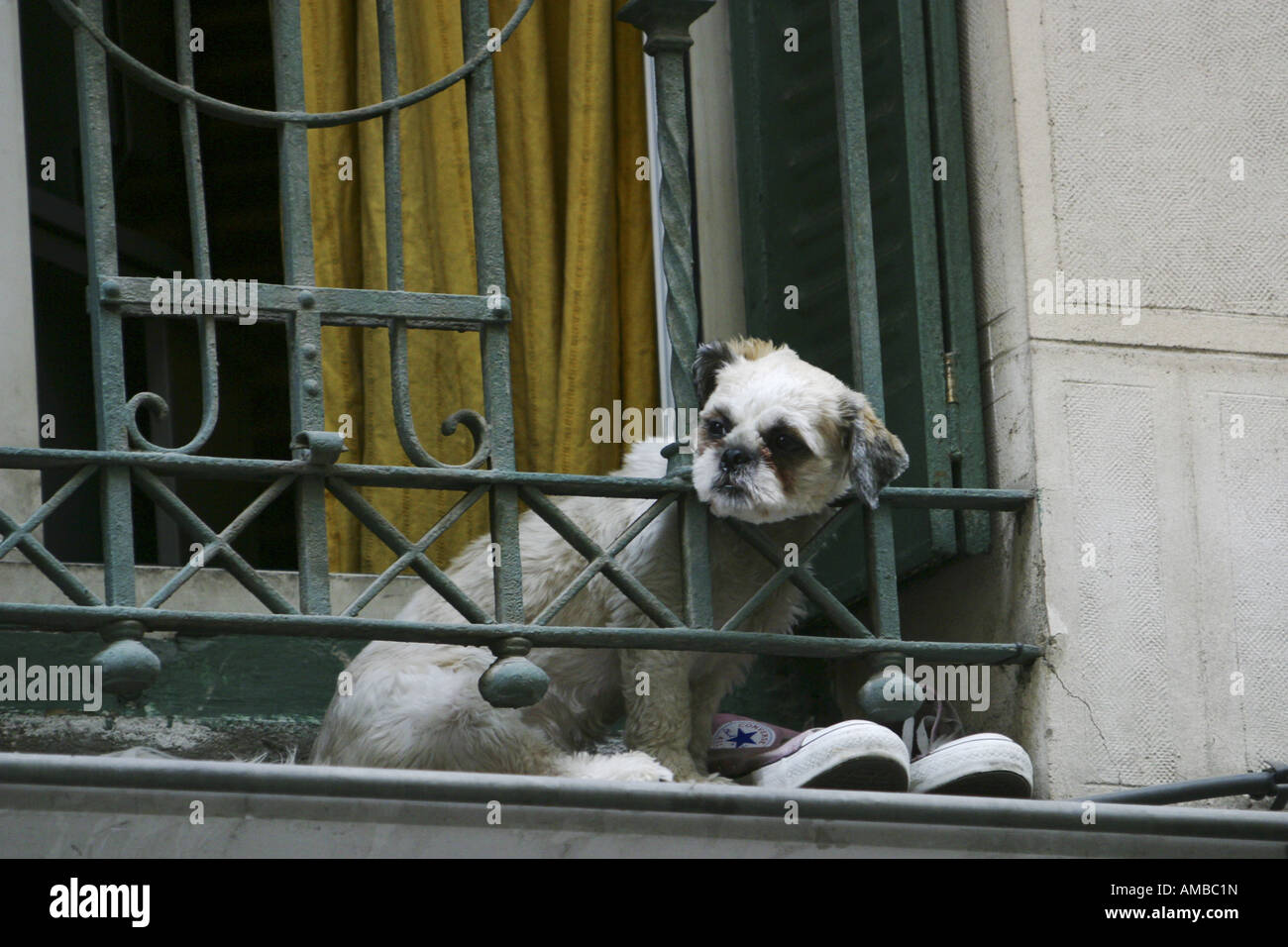 Domestic Dog Canis Lupus F Familiaris On Window Bench Looking