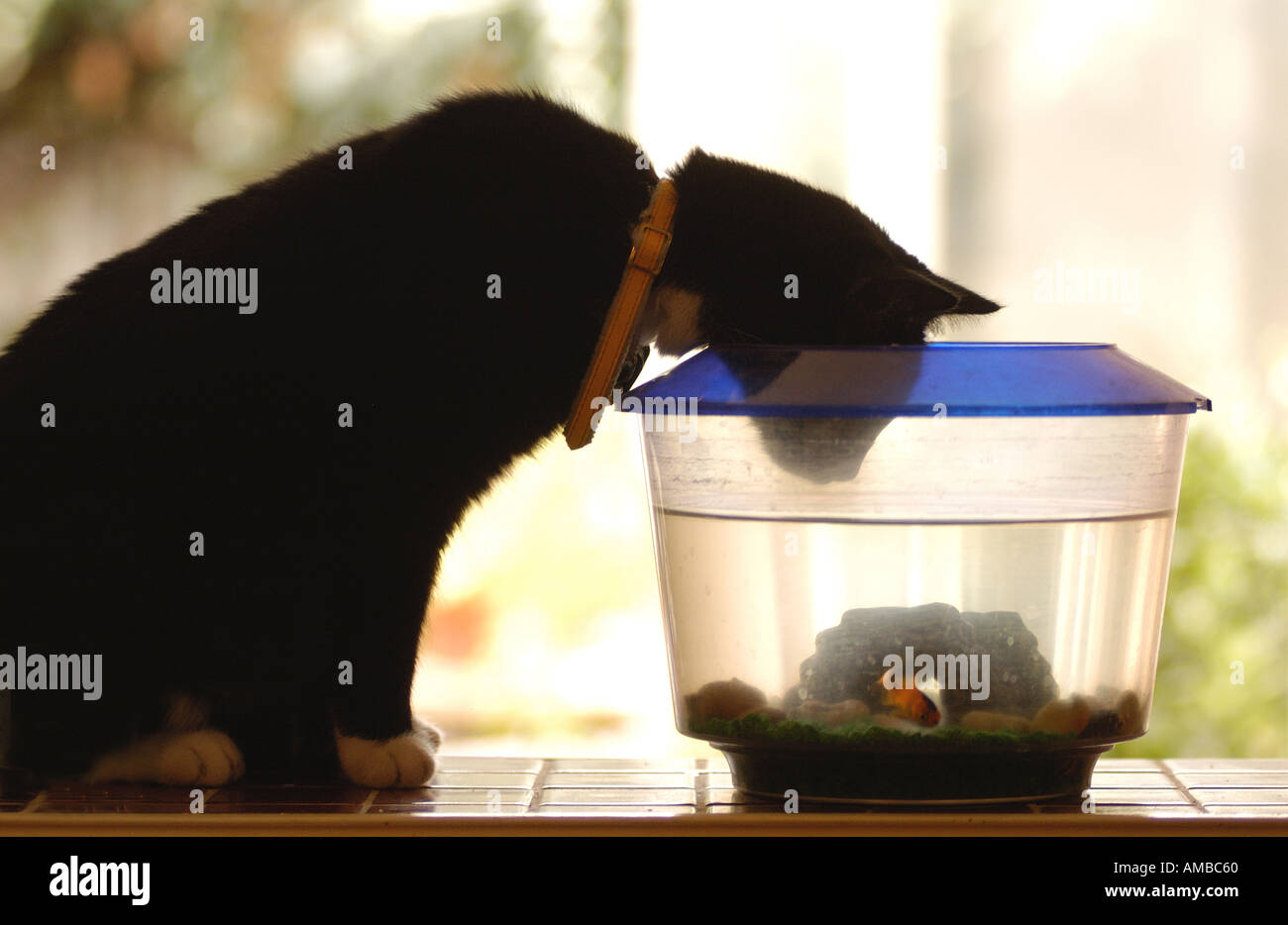 Cat trying to eat goldfish Stock Photo Alamy