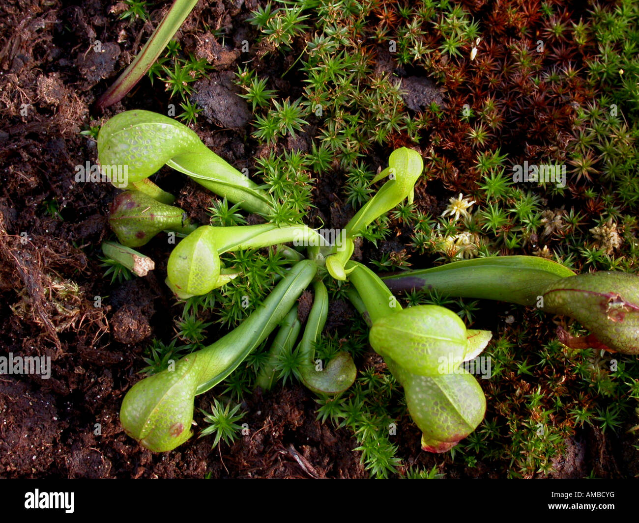 California pitcher plant, Cobra Lily Plant (Darlingtonia californica), traps Stock Photo