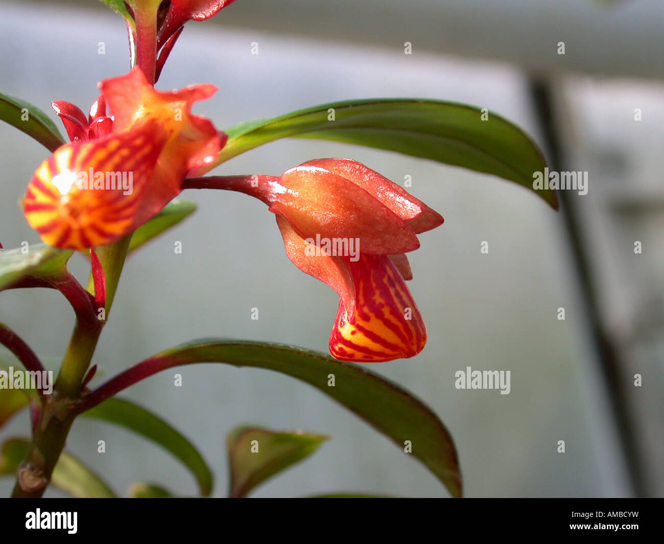 Goldfish Plant (Nematanthus 'Tropicana', Hypocyrta 'Tropicana', Hypocyrta glabra), flower Stock Photo