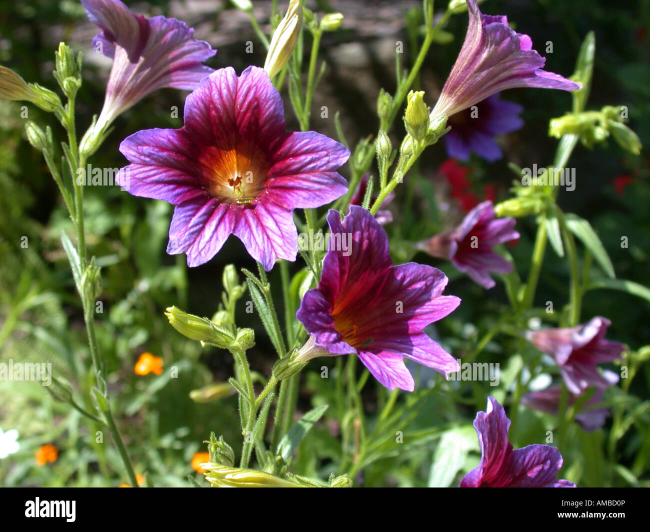 paisley flower (Salpiglossis sinuata), blooming Stock Photo