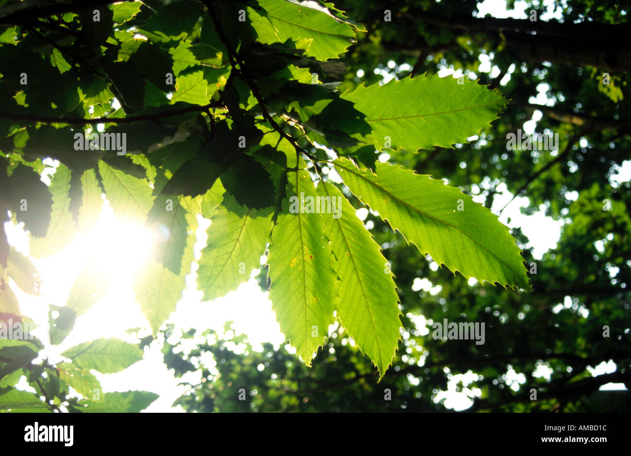 Through forest hi-res stock photography and images - Alamy