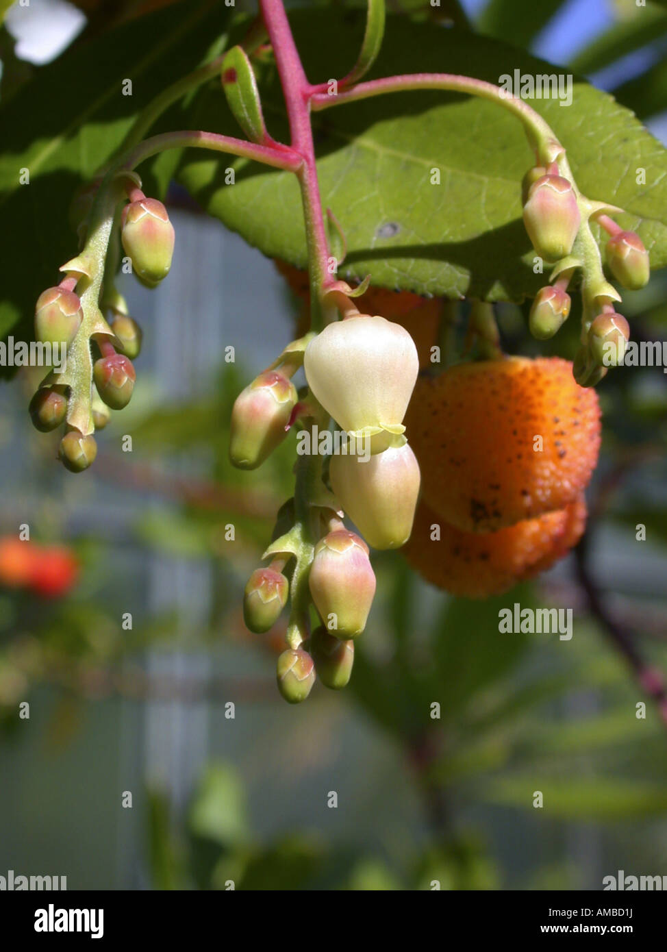 killarney strawberry tree (Arbutus unedo), flowers and fruits Stock Photo