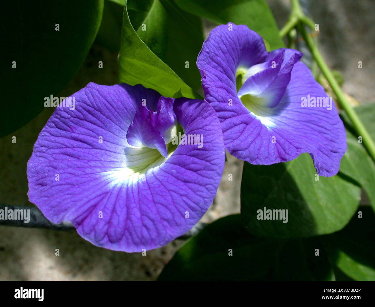 butterfly-pea, blue pea, Kordofan pea (Clitoria ternatea), flowers Stock Photo