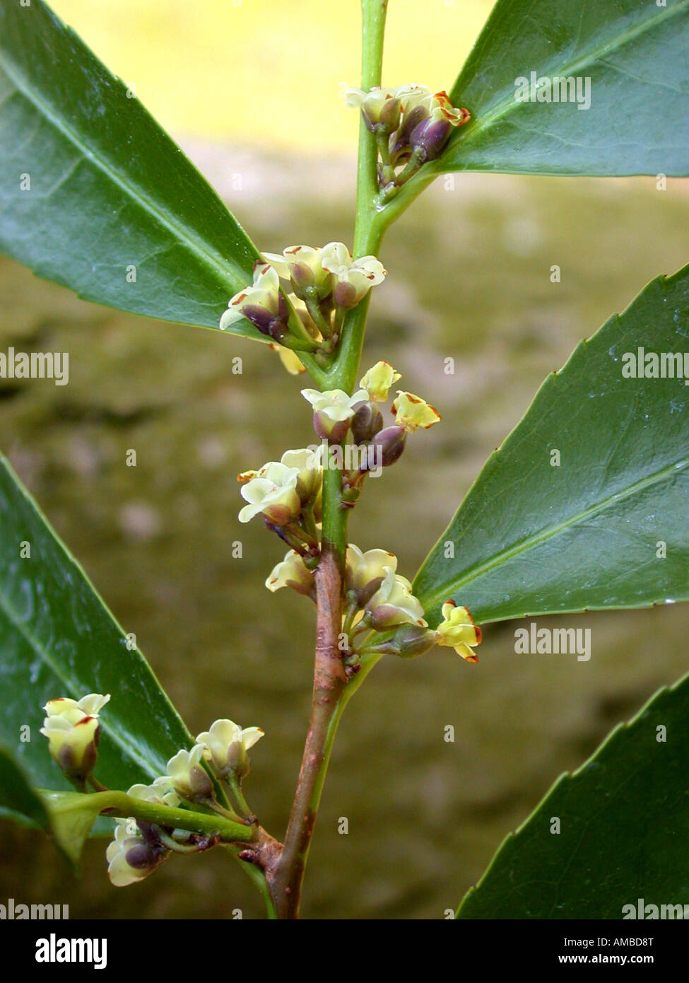 Cleyera (Cleyera japonica), blooming Stock Photo