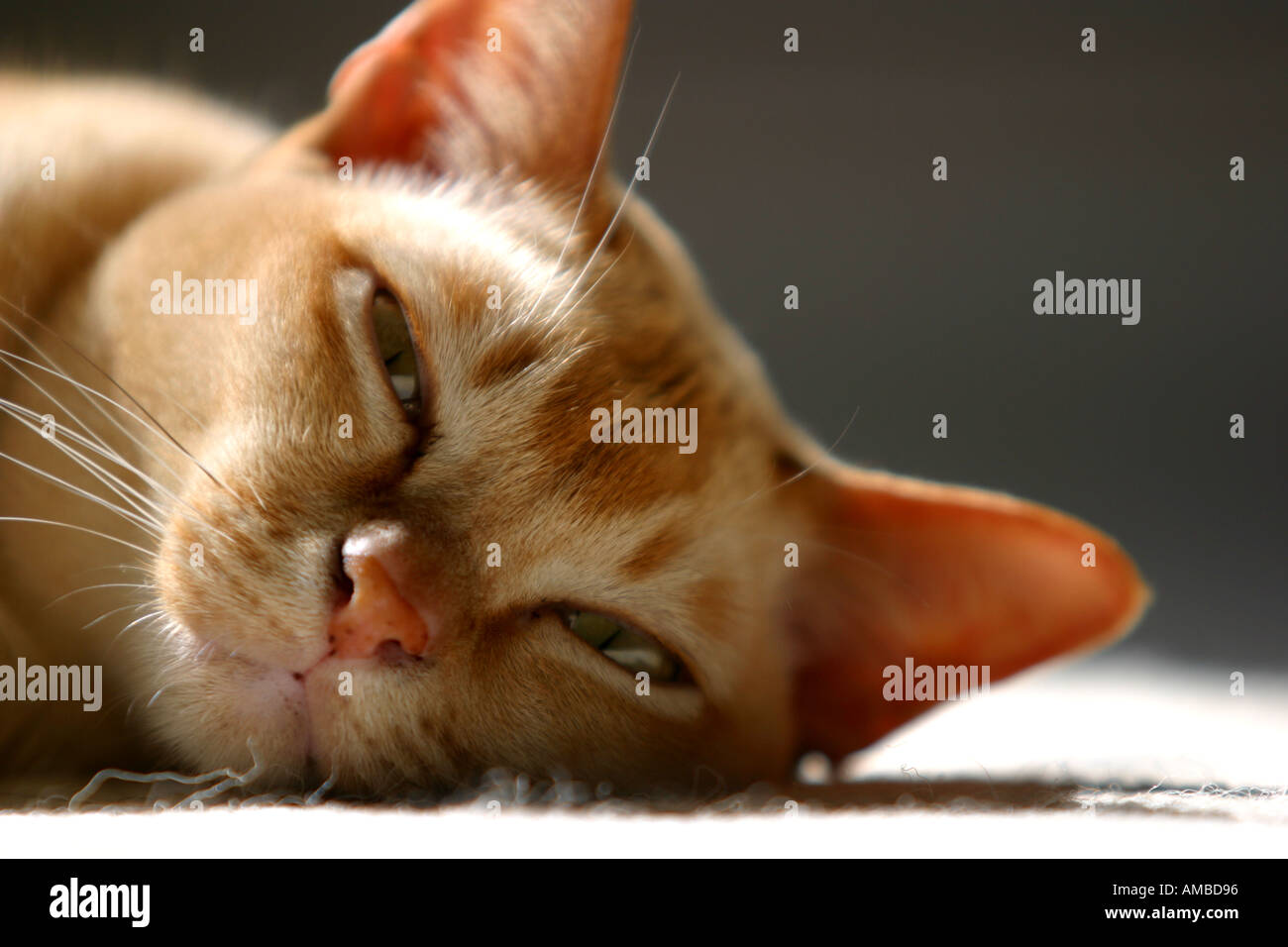 Burmese pedigree cat sun pedigree lying Stock Photo