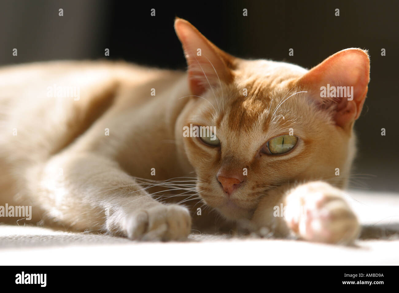 Burmese pedigree cat sun pedigree lying Stock Photo