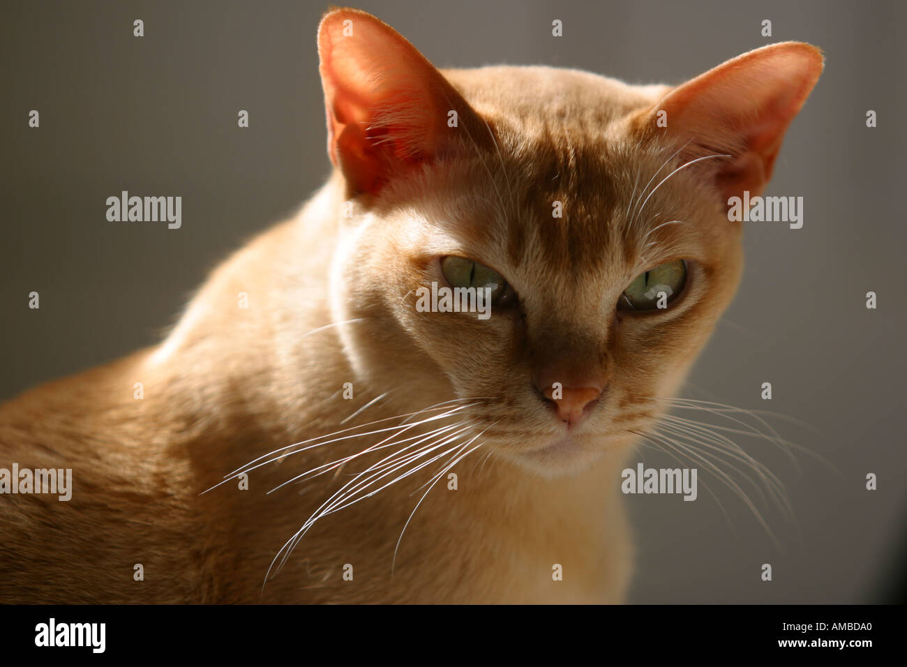 Burmese pedigree cat sun pedigree lying Stock Photo