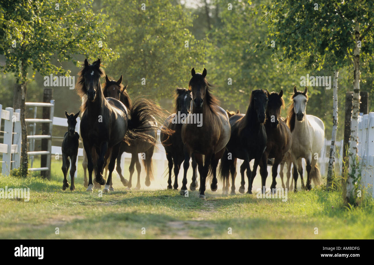 Paso Fino (Equus caballus), herd of mares with foals on their way to a meadow Stock Photo