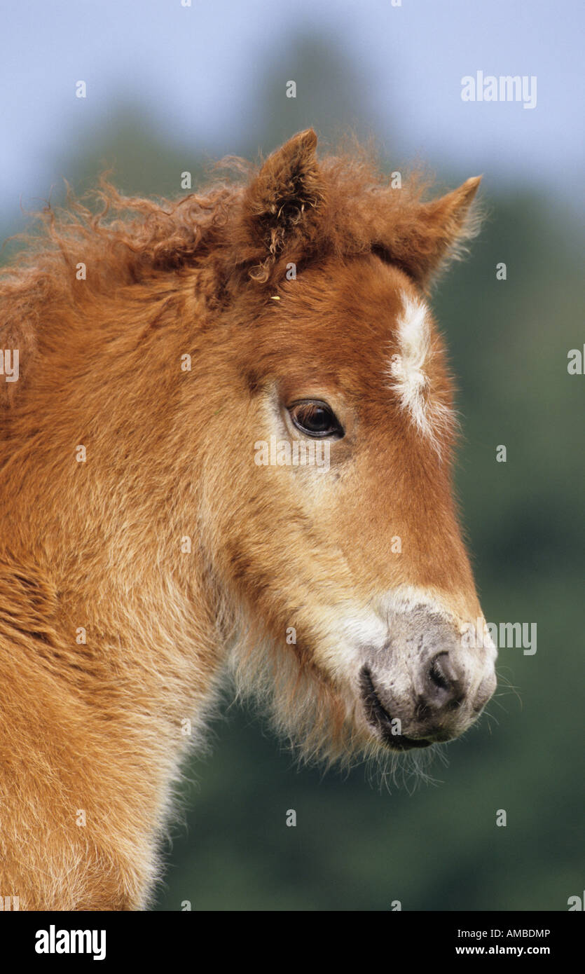 Icelandic Horse (Equus caballus), portrait of foal Stock Photo