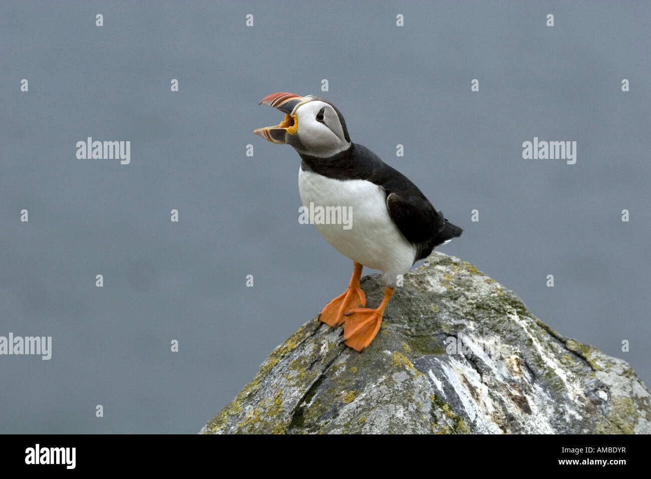 Atlantic puffin, Common puffin (Fratercula arctica), yawning at resting place, Norway Stock Photo