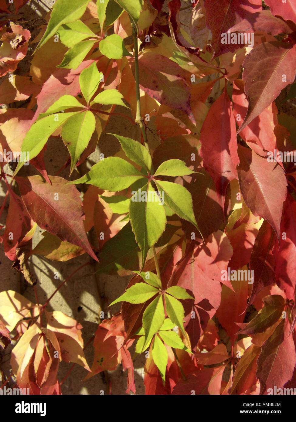 False virginia creeper parthenocissus inserta hi-res stock photography ...