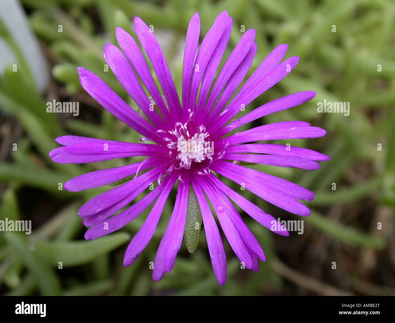hardy ice plant (Delosperma brunnthaleri), flower Stock Photo