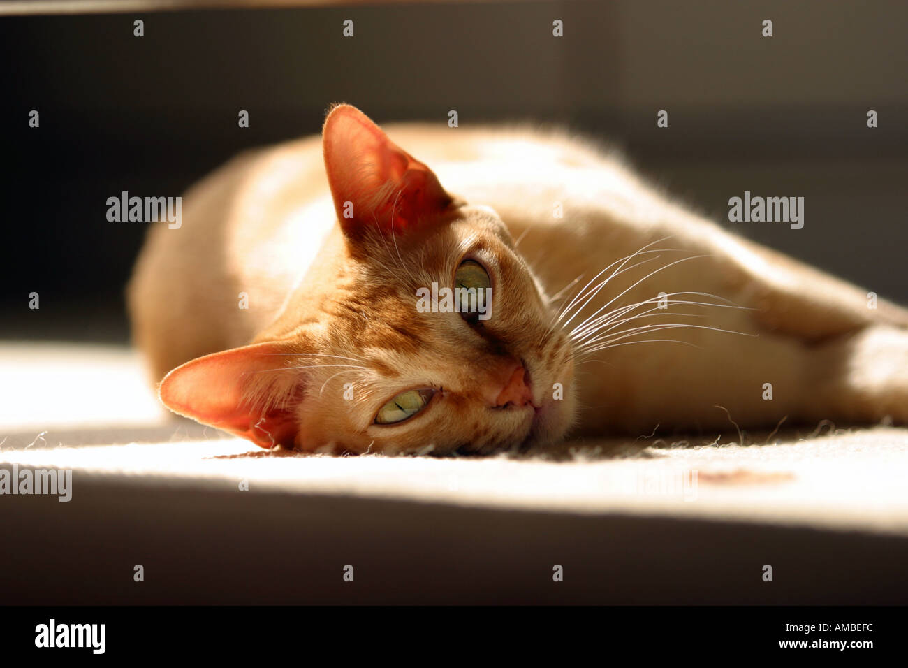 Burmese pedigree cat sun pedigree lying Stock Photo