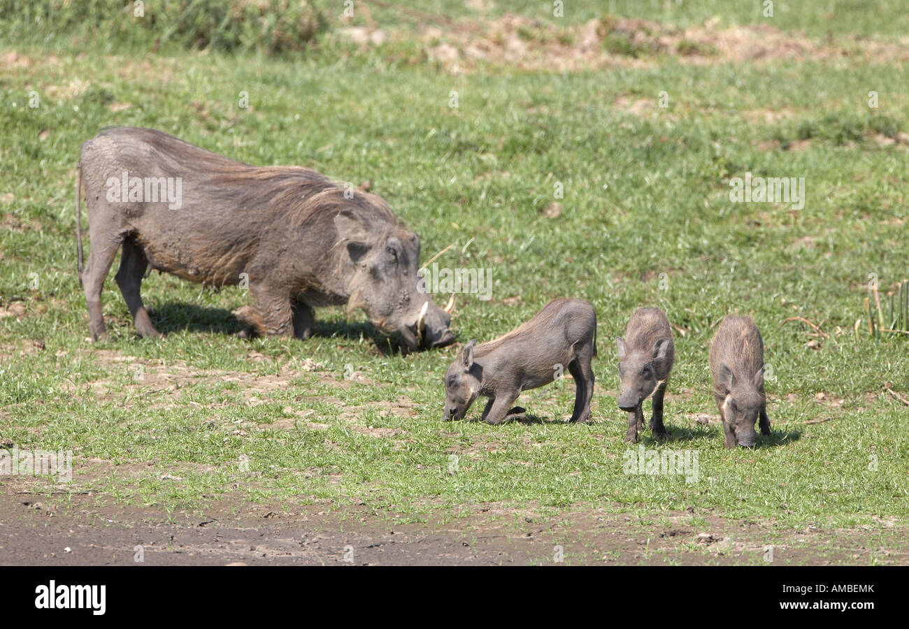 Warthog with Piglets (Phacochoerus africanus) Stock Photo