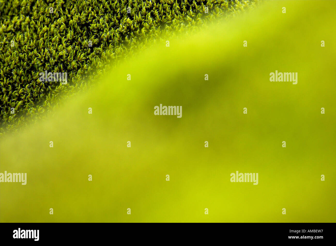the lavafield Eldhraun with thick layers of green moss Iceland Stock Photo