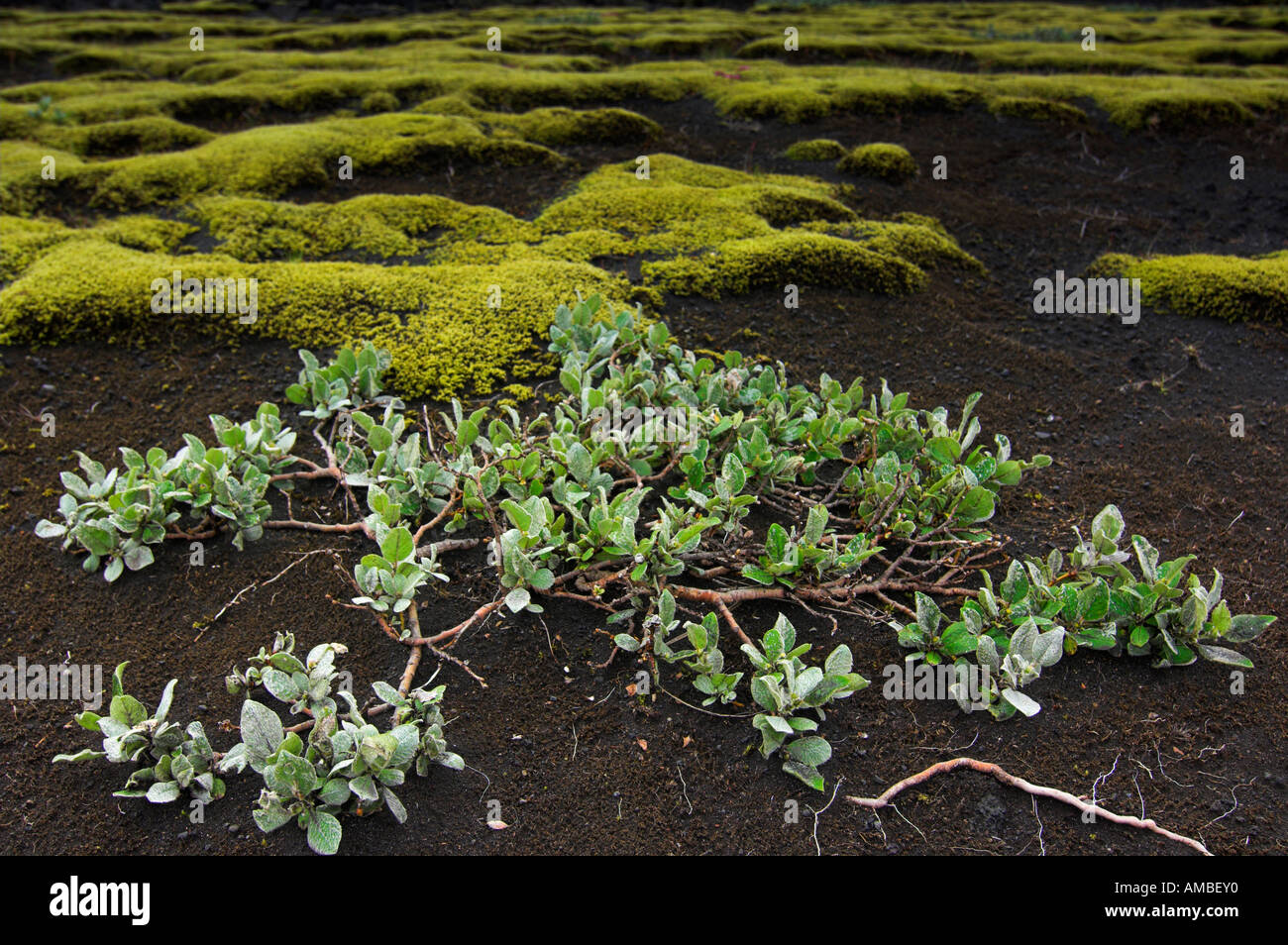 Plants travel hi-res stock photography and images - Alamy