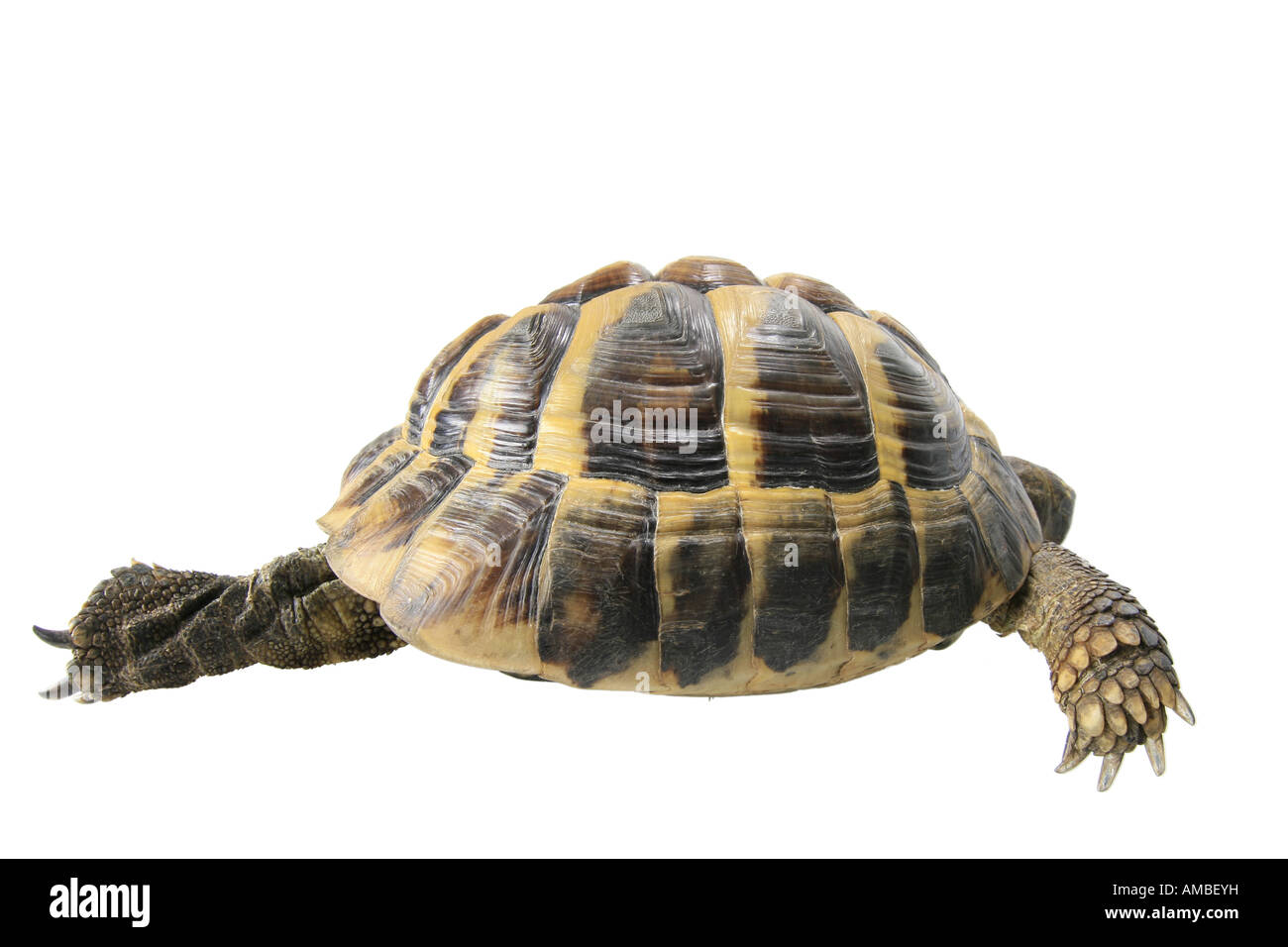 Hermanns tortoise, Greek tortoise, Boettgers tortoise (Testudo hermanni ...