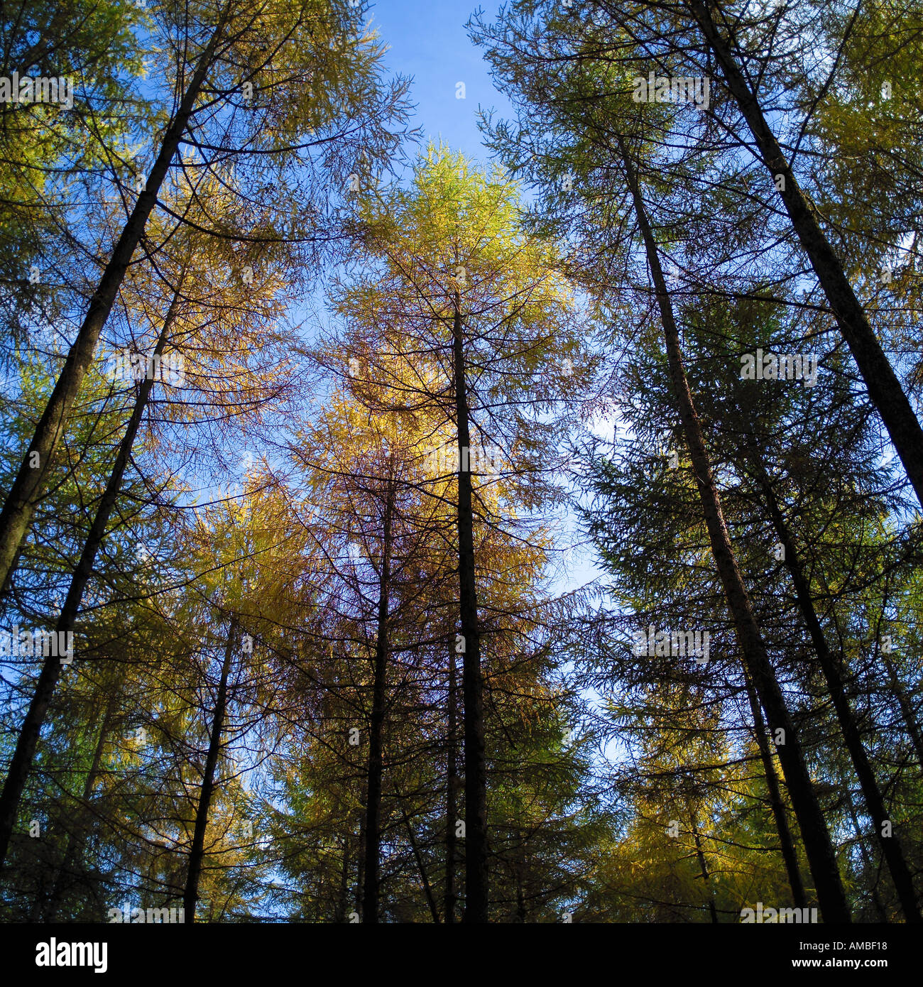 Growing Pine Trees From Seed Mother Earth News Mitarashidanngo