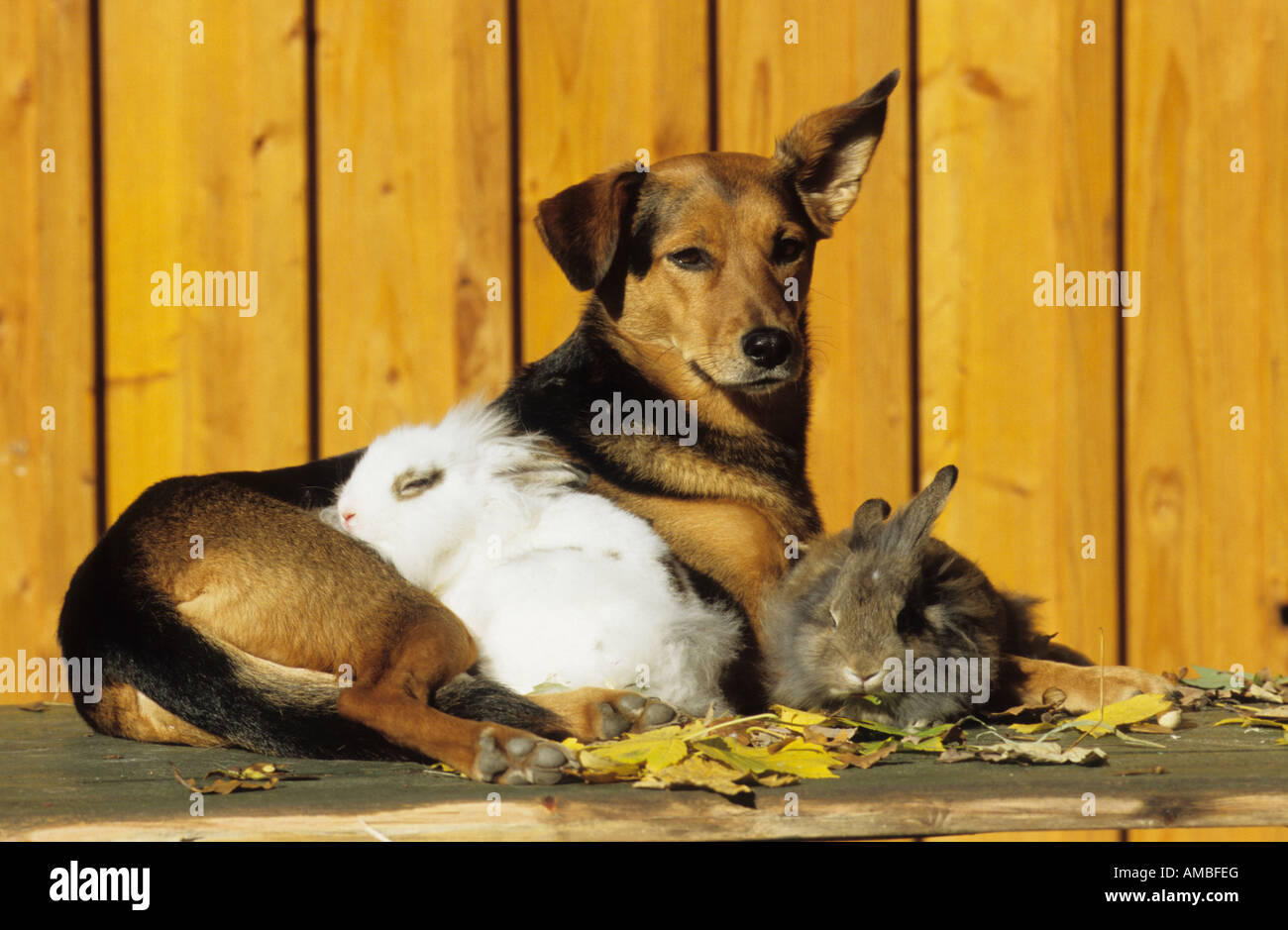 Mongrel (Canis lupus familiaris) lying with two domestic rabbits in ...