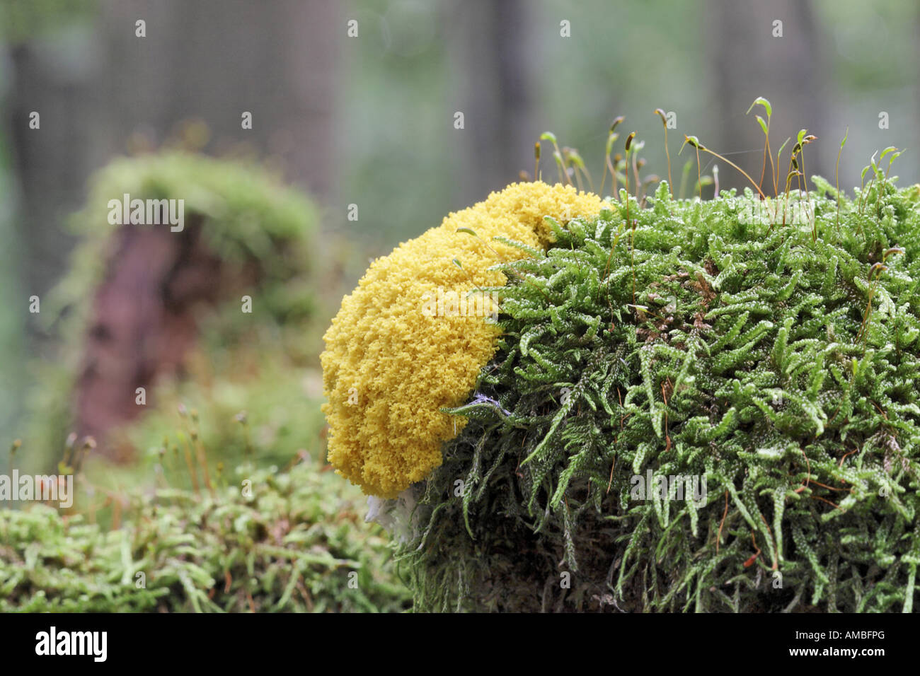 dog vomit slime mould (Fuligo septica), mould between moss, Germany, North Rhine-Westphalia Stock Photo
