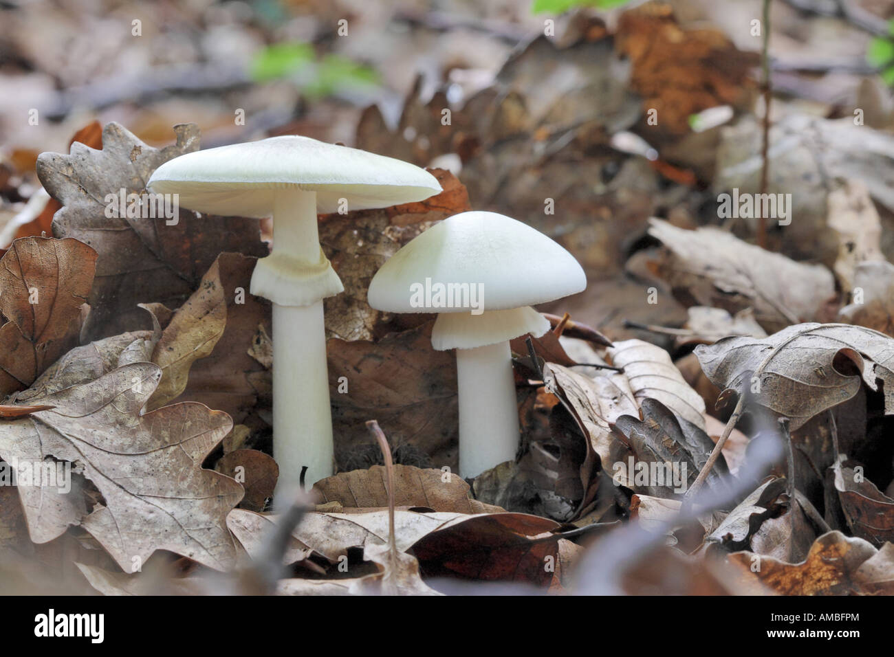 yellow stainer (Agaricus xanthoderma), fruit body of the toxic lookalike on forest soil