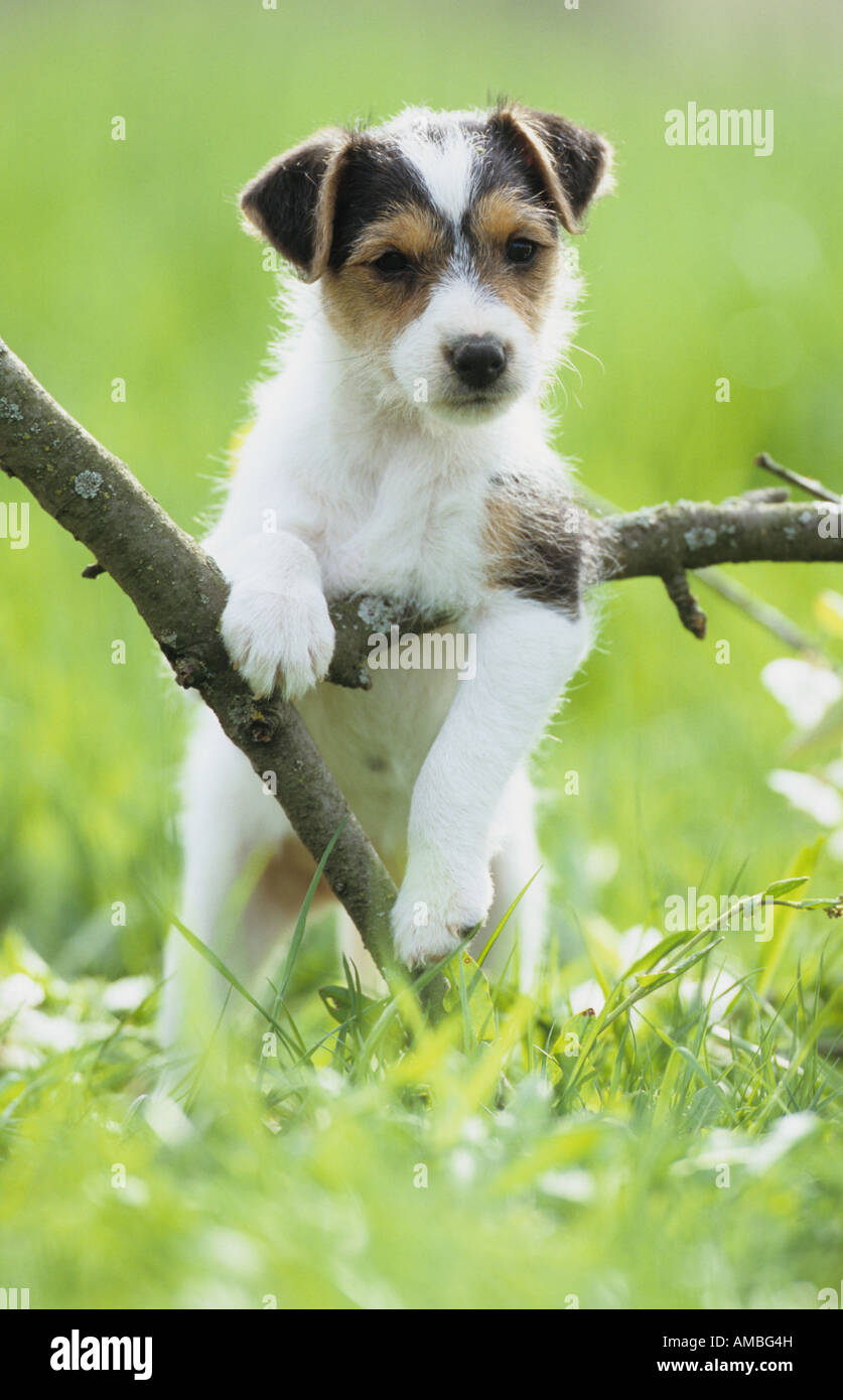 Jack Russell Terrier (Canis lupus familiaris), puppy climbing over a fallen branch Stock Photo