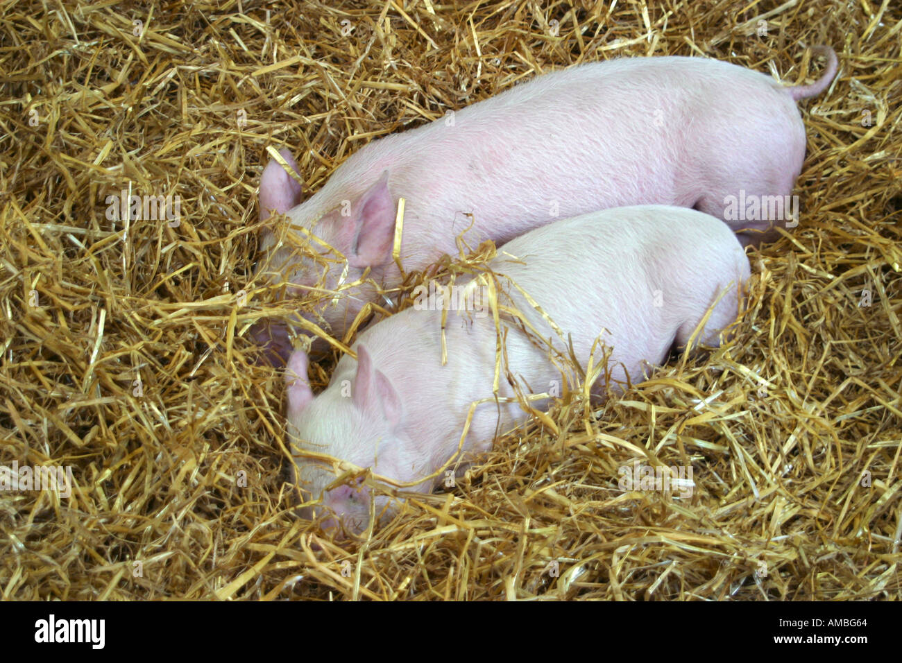 Piglets nestling together in straw bed Stock Photo